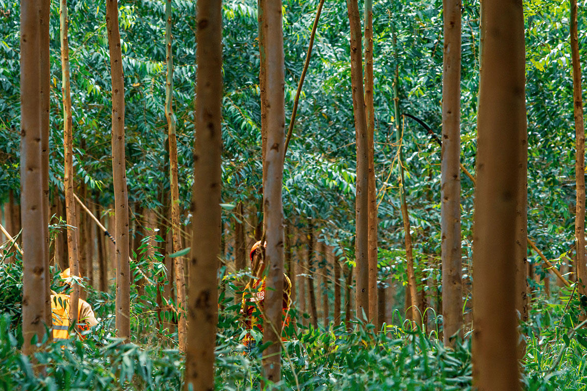 Explore Apple-Restore-Fund-forest