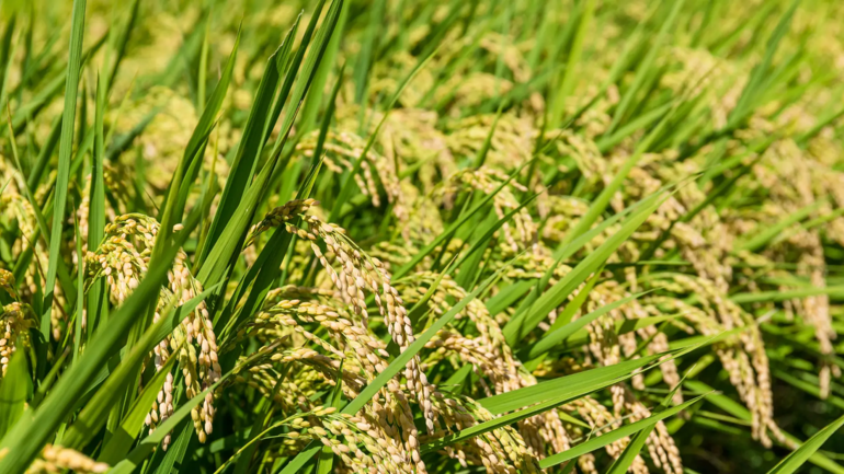 Regrow Selected as Independent Verifier for Mekong River Delta Emissions Reduction Initiative in Rice Production