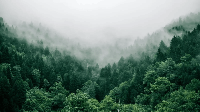 forest carbon credits