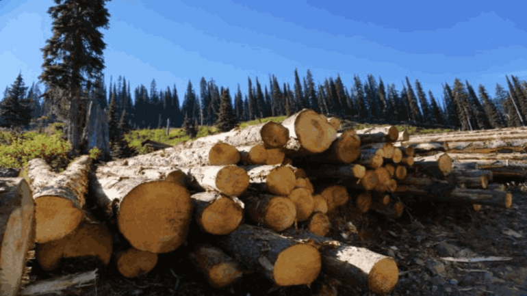 sustainable forest management 