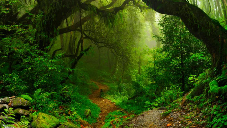 forest
