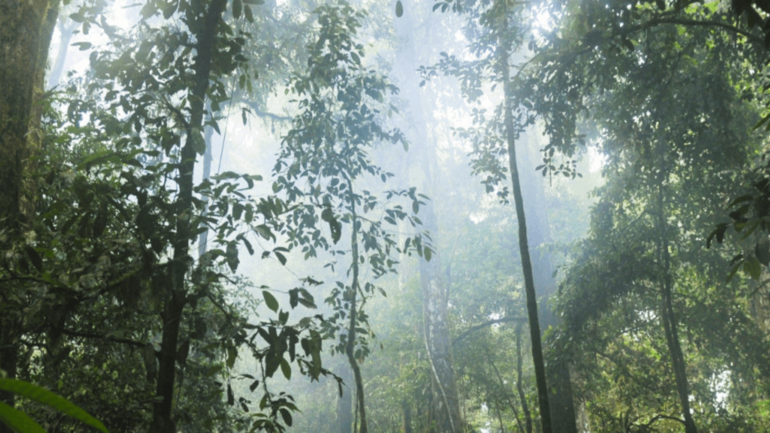 Natural climate change solution