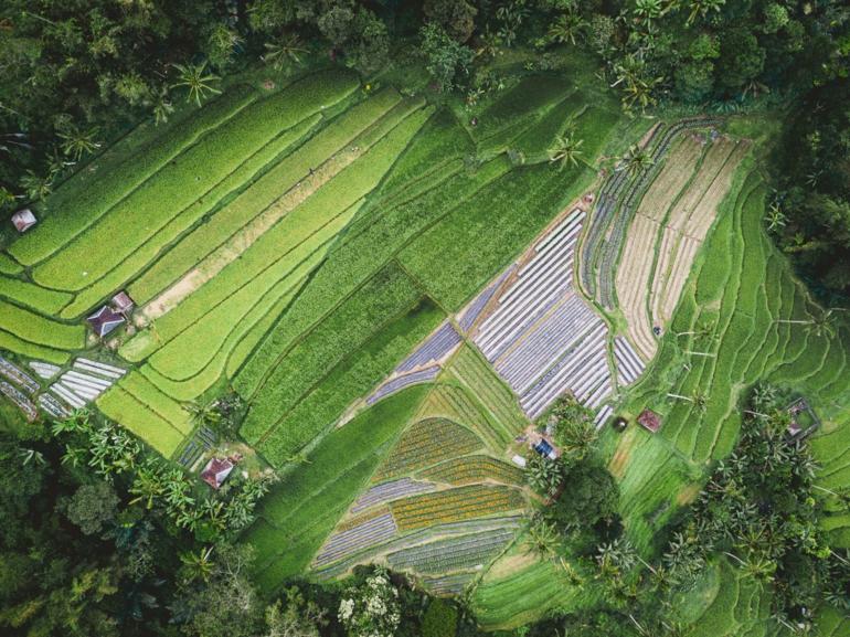 rice-paddies