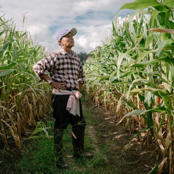 man looking at corn crops